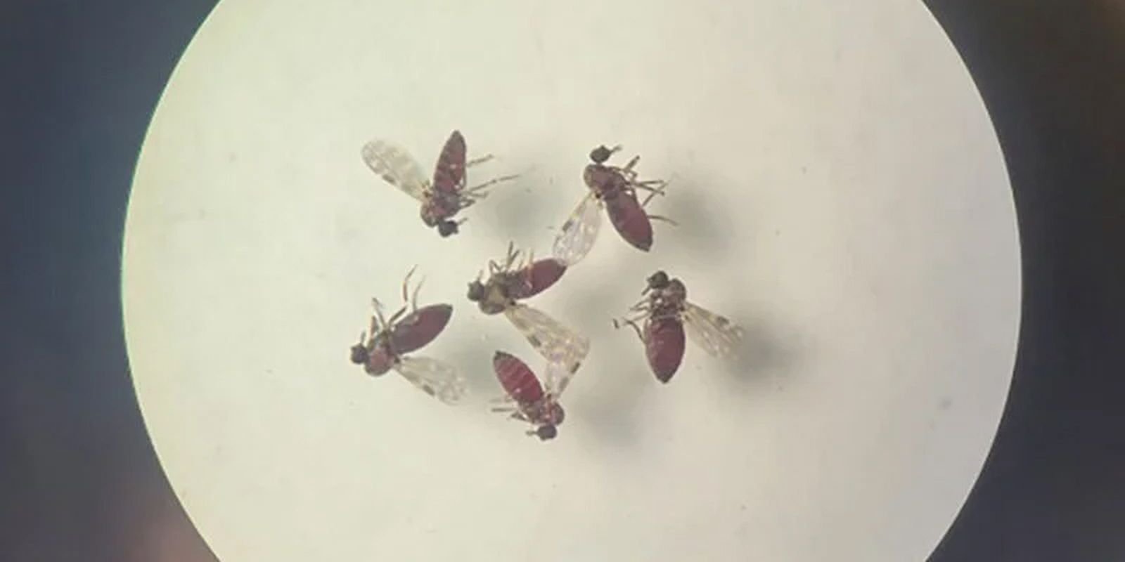 Alerta no RJ: Estado Registra Mais Dois Óbitos por Febre do Oropouche e Acende Sinal Vermelho na Saúde Pública