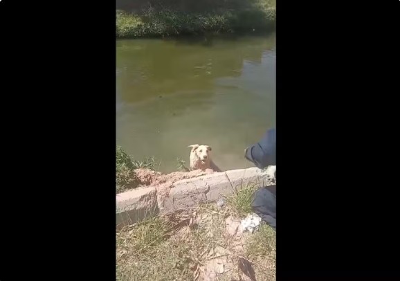 Agentes da Guarda Civil resgatam cachorro no rio em Iguaba Grande